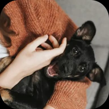 Šťastný psík v náručí