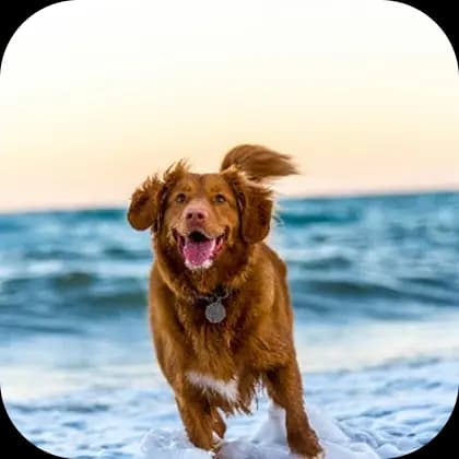 Roztomilý psík na lúke - blur