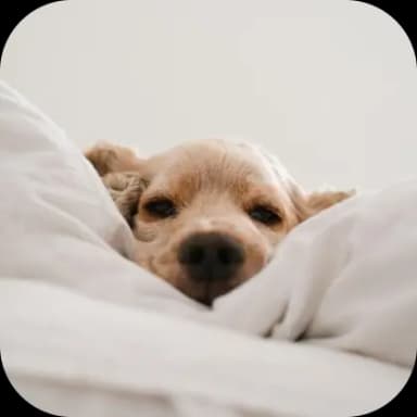 Psík schovaný v perinách